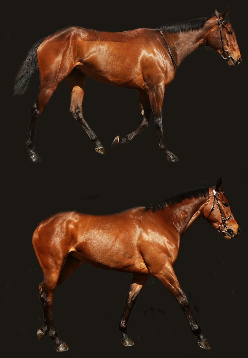Roguesracing_'s tweet photo. Definitely a #Rogue ladies day out on Sunday @WetherbyRaces as two of our star Fillies run, both ridden by @Mitchelljack77 for @tomcloverracing 

First #RogueMillenium goes in the 1.45 and then #RogueMissile goes in the 2.55 

We’ll be there cheering the ladies on #bestsyndicate https://t.co/MDm61fWdmv
