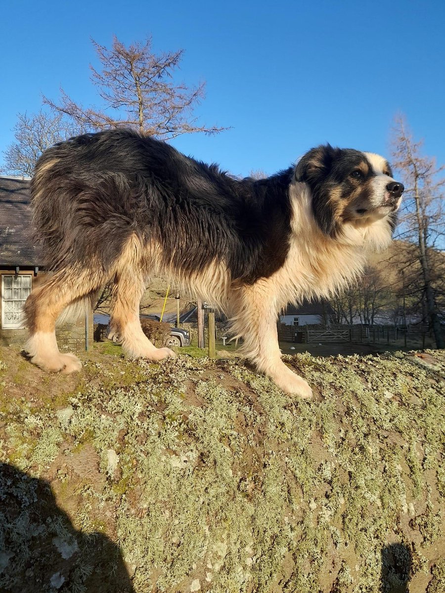 Pls bring him back.i can't cope without Kemp in my life.My dogs all I have. Reward.
#Lost 11/4/ from St Mary's Loch, #Yarrow, #ScottishBorders, working #Bordercollie aged 9 yrs.Sensitive to strangers.e mail v.billingham793@btinternet.com.
No searchers/lambing TY