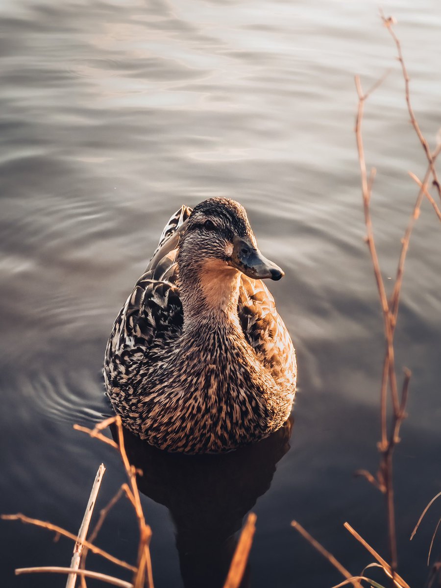 TRVLCreative's tweet photo. What the DUCK!! 🦆 

It’s Earth Day! Head on over to the site and support the planet 🌎 

25% of all profits will be donated to @GiveBcktoNature TODAY ONLY https://t.co/Y97DF47CWJ