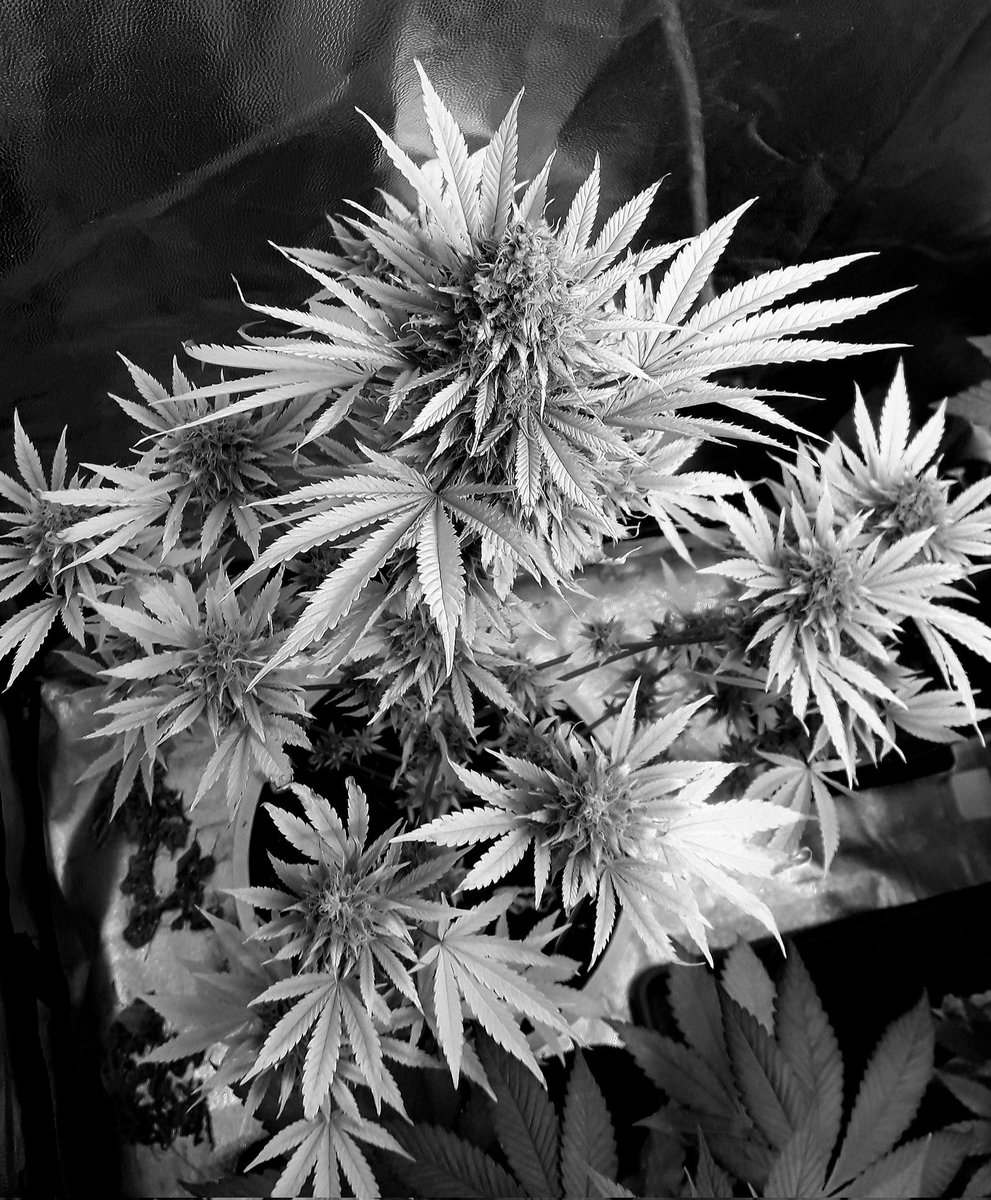 Adryc Manëllson (@adrycmanellson) on Twitter photo #Fantasías sobre #Weed en #BlancoYNegro.
#Jawbreaker47 <a href="/GreenbudSeeds/">Greenbud Seeds</a> #Fem #SailingTheGreenSea en #AdrycsCove #Sust #BatMix <a href="/PlagronAruba/">Plagron</a> #Natural para Desearos junto a mi Hada <a href="/INMAQ16/">I.Fajardo del Pozo</a> un Magnífico fin de semana Verde Mundo, Alegría, Paz, Olas y #SemisDeColección...🧚♂️😎 #Fantasías sobre #Weed en #BlancoYNegro.
#Jawbreaker47 <a href="/GreenbudSeeds/">Greenbud Seeds</a> #Fem #SailingTheGreenSea en #AdrycsCove #Sust #BatMix <a href="/PlagronAruba/">Plagron</a> #Natural para Desearos junto a mi Hada <a href="/INMAQ16/">I.Fajardo del Pozo</a> un Magnífico fin de semana Verde Mundo, Alegría, Paz, Olas y #SemisDeColección...🧚♂️😎