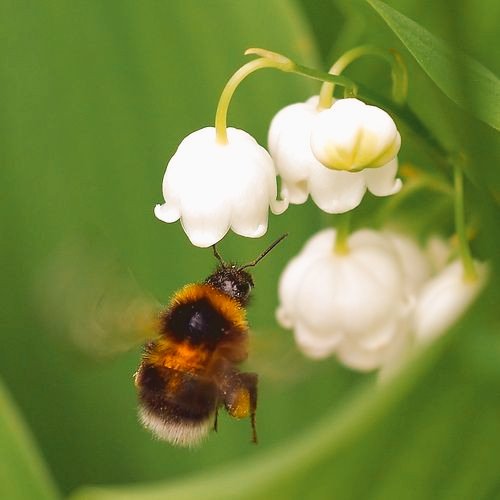 nastachka88's tweet photo. Ring the bell.

Bumblebee's Adventures.
#BeLikeaBee🐝 https://t.co/2Pk8WpS3wD