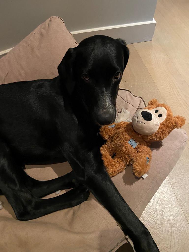 courbet_julien's tweet photo. Quand tu vois ça , tu te dis qu'il faut vraiment taper un grand coup pour faire évoluer les choses contre la souffrance animale . Bientôt les législatives ne ratons pas l'occasion d'avoir quelques députés ne serait ce qu'un qui les représentent #legislatives2022 #partianimaliste https://t.co/OFbWTh0hPm