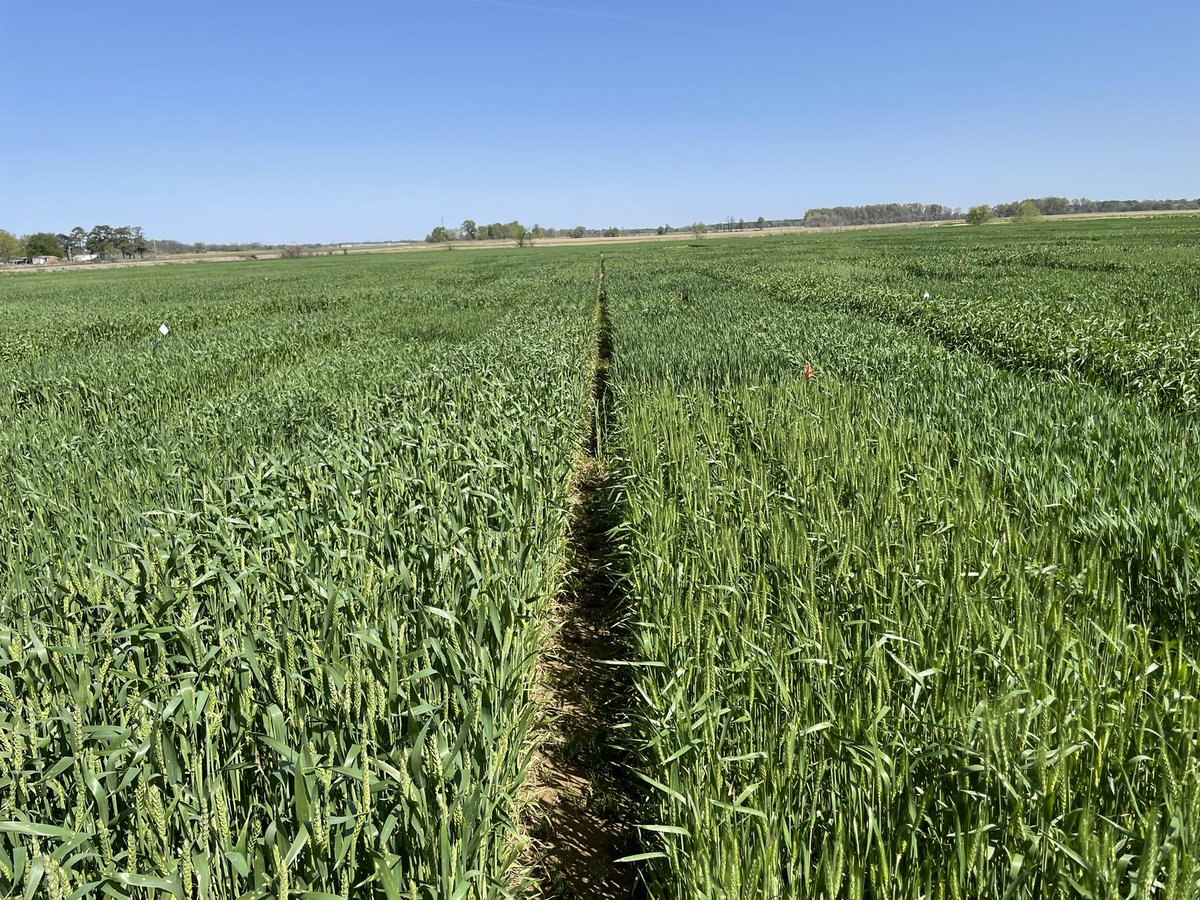 GrantFitzmorris's tweet photo. Great week of looking at wheat plots from Salem, IL all the way to Winnsboro, LA at the @LSUAgCenter field day. Wheat in the South is headed out and stripe rust is present. https://t.co/X0yGuwca1W