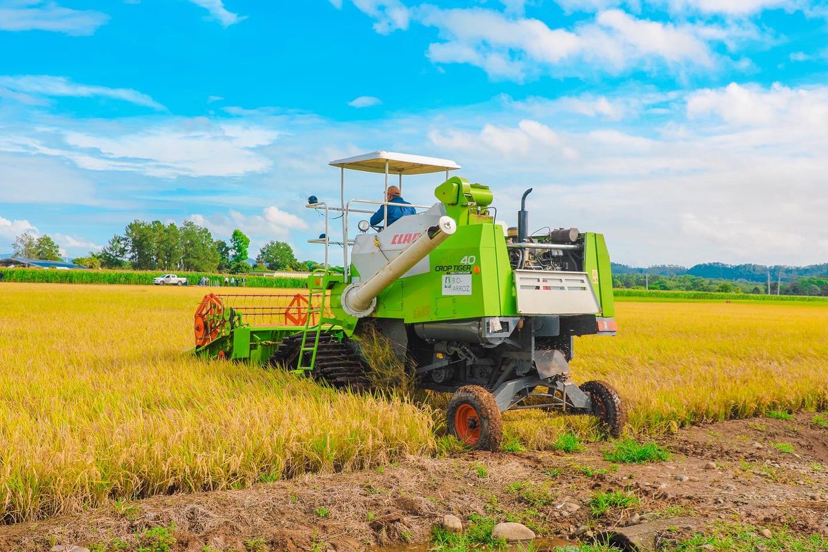 llegopapa's tweet photo. Es indudable el impresionante aporte que hace el arroz a la economía nacional. Siendo uno de los países de la región que mas consume este cereal, su producción genera más de US$ 750 millones y 300 mil empleos. https://t.co/RbdP4bznVd
