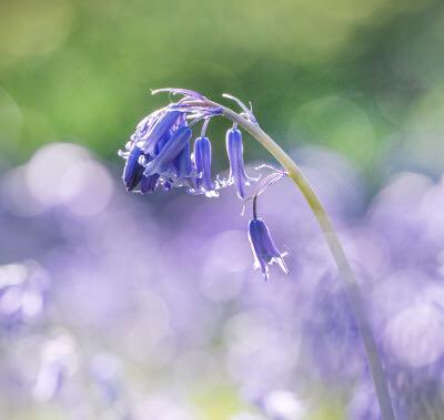 mikespencerpics's tweet photo. Standing out from the crowd🤟
It’s that time of year again👌
And the scent, helped by the warm Sun, was sooo strong😲
@visitblaby 
#Bluebells 
#leicestershire 
#fossepark 
#spring 
#blabydistrict https://t.co/ed9GnzExOV