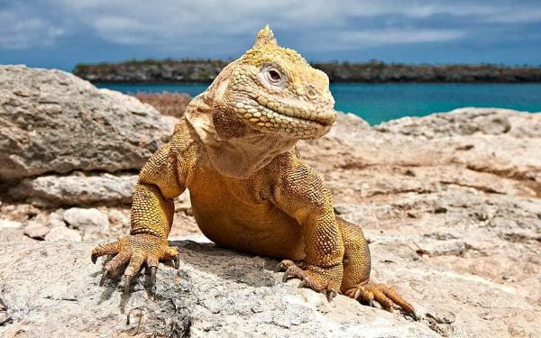 planetviaggi's tweet photo. Viaggio di gruppo in Ecuador Galapagos, viaggio confermato in Uzbekistan, vieni a trovarci a Fà la Cosa Giusta Milano.👪🌈🌈 - https://t.co/WMXXlUReK1 https://t.co/cg6g6PNHfV
