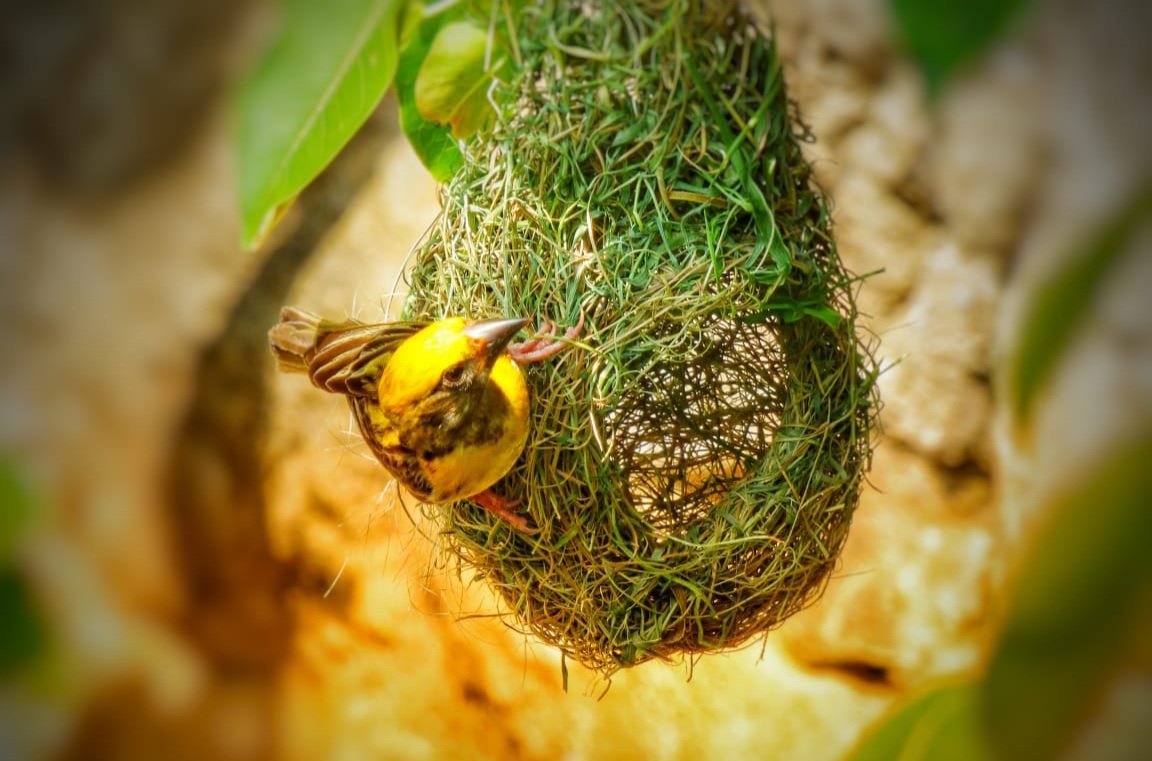 It is about time the weavers learnt from the robins to chill out and make nests out of nothing..