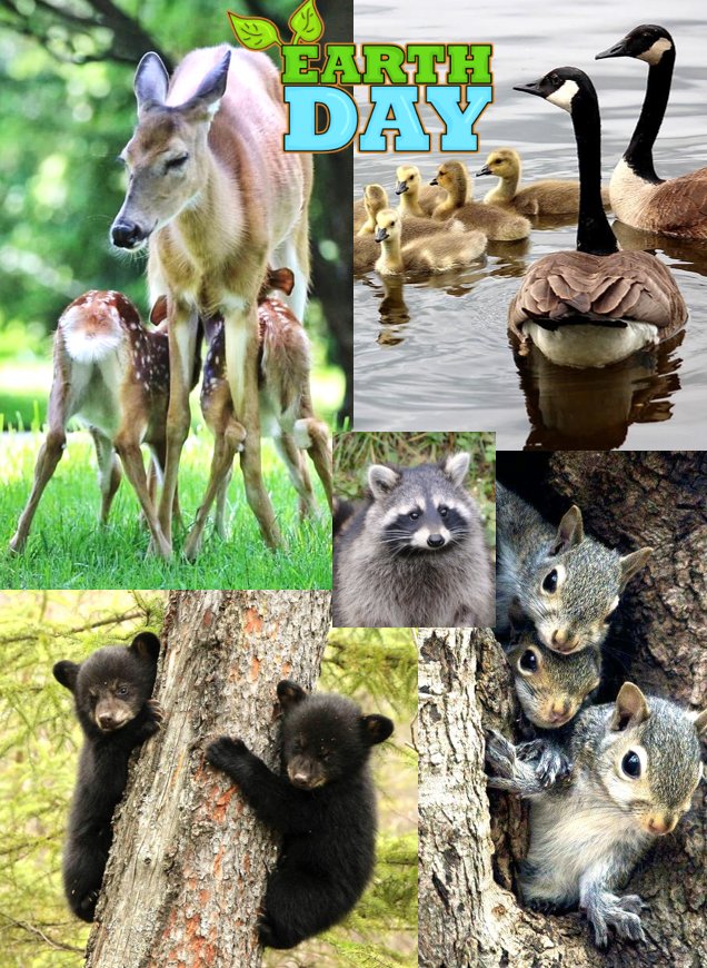 #happyearthday    #happyEarthDay2022 
“Humankind has not woven the web of life. We are but one thread within it. Whatever we do to the web, we do to ourselves. All things are bound together … all things connect.” —Chief Seattle. Become a wildlife advocate aplnj.org/wildlife-advoc…