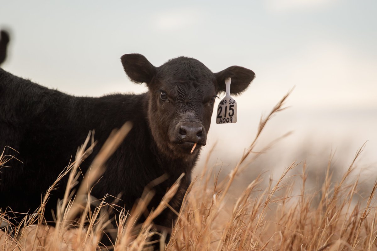 AJeditor's tweet photo. On this Earth Day, we thank the planet for allowing us air to breathe, cattle to watch over and green grass to grow. https://t.co/KuFj7pEy8L