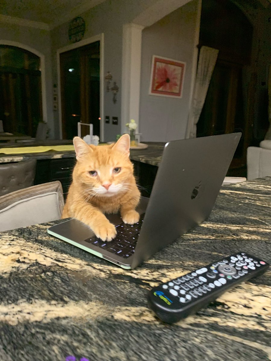 cats being weird little guys 👅 (@weirdlilguys) on Twitter photo 