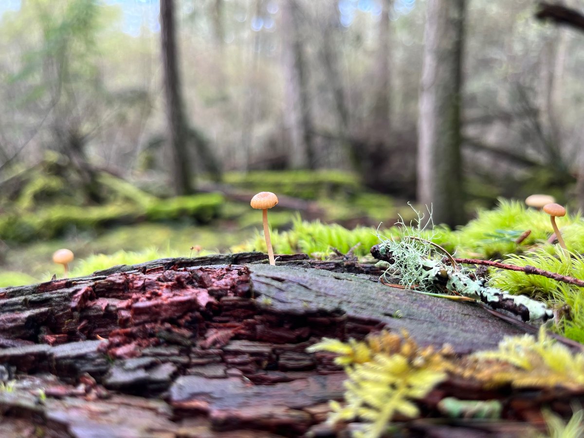 Happy Earth Day! One of the simplest ways to celebrate the planet is by going outside and appreciating nature as we know it. Can’t go outside? Enjoy this picture instead ⬇️
#EarthDay #NaturePhotography