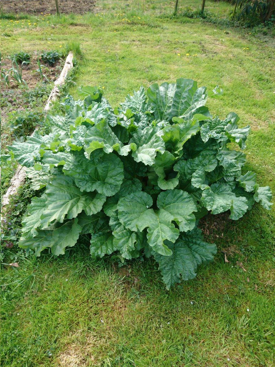 Rhabarberkuchenzeit 😍😍😍