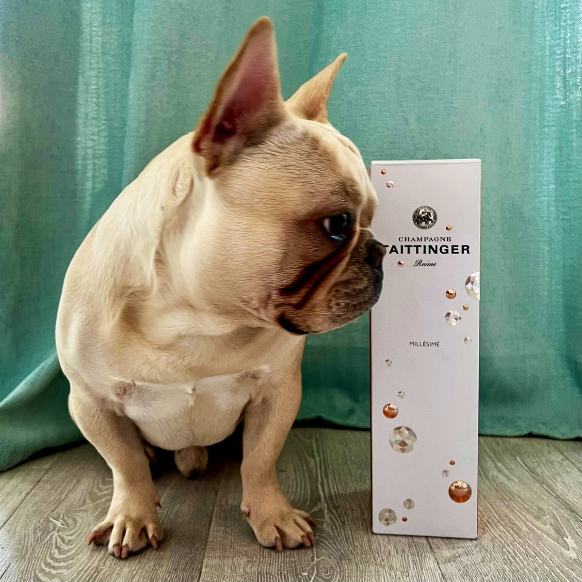 It’s been a while Twitter so I thought I’d pop on and introduce our little angel, Taittinger.

8 months of pure joy and some craziness but I wouldn’t change it for the world 😍

#Frenchies