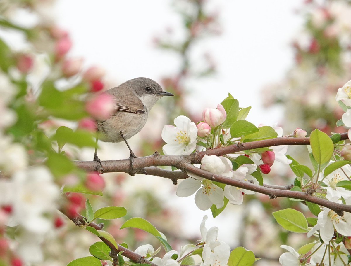 Küçük akgerdanlı ötleğen, 22.04.2022, Topkapı-İstanbul