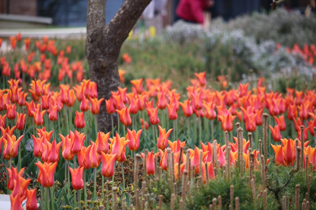 Tulip time at Wisley <a href="/RHSWisley/">RHS Garden Wisley</a>