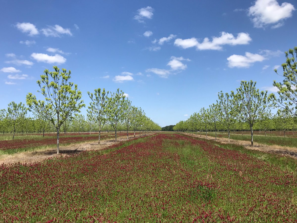 keeper_orchard's tweet photo. Agriculture doesn’t get much more beautiful than this https://t.co/437jEYVpH2