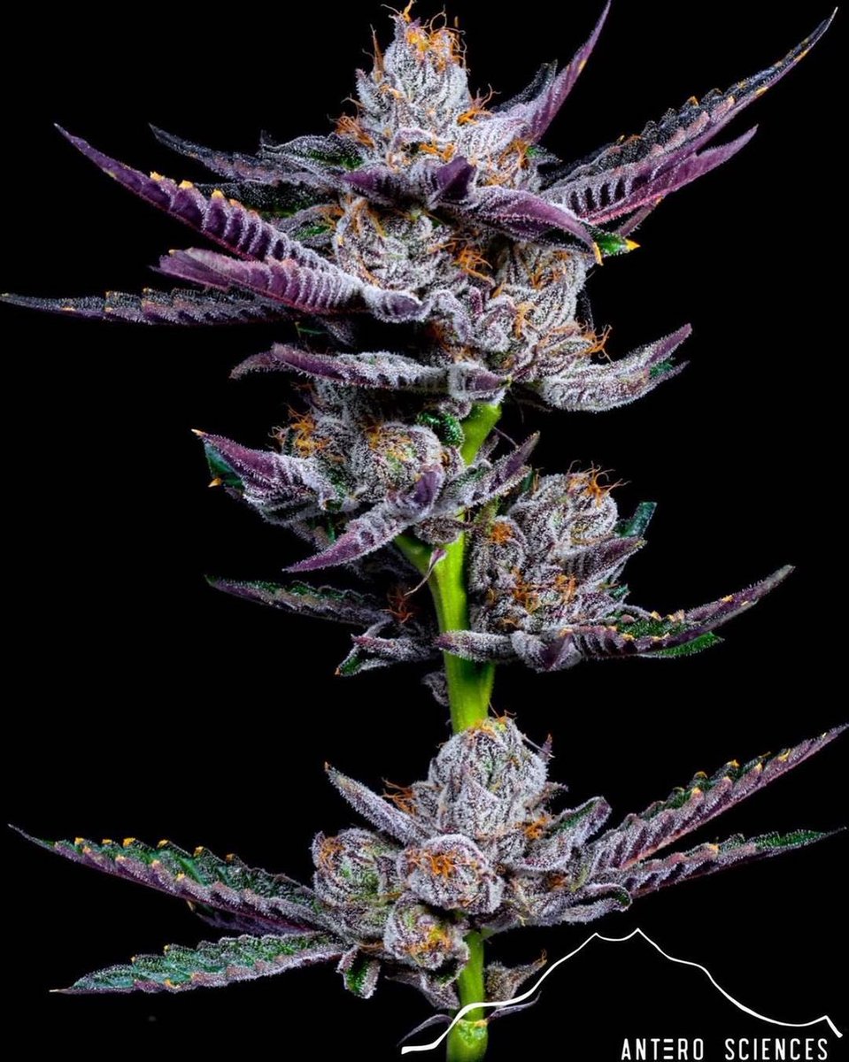 WeedGolD tweet media