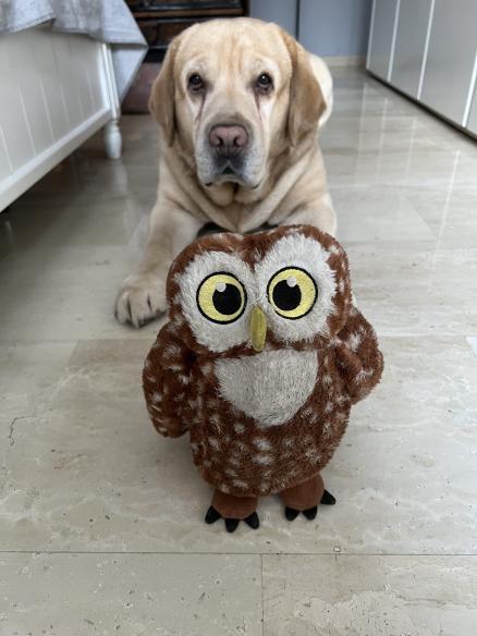 Even my dog got a @moonbirds_xyz , Am I the only one who missed it? 🥲 <a href="/proof_xyz/">PROOF</a>