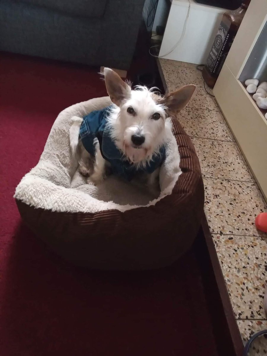 JusticeforReggie tweet media