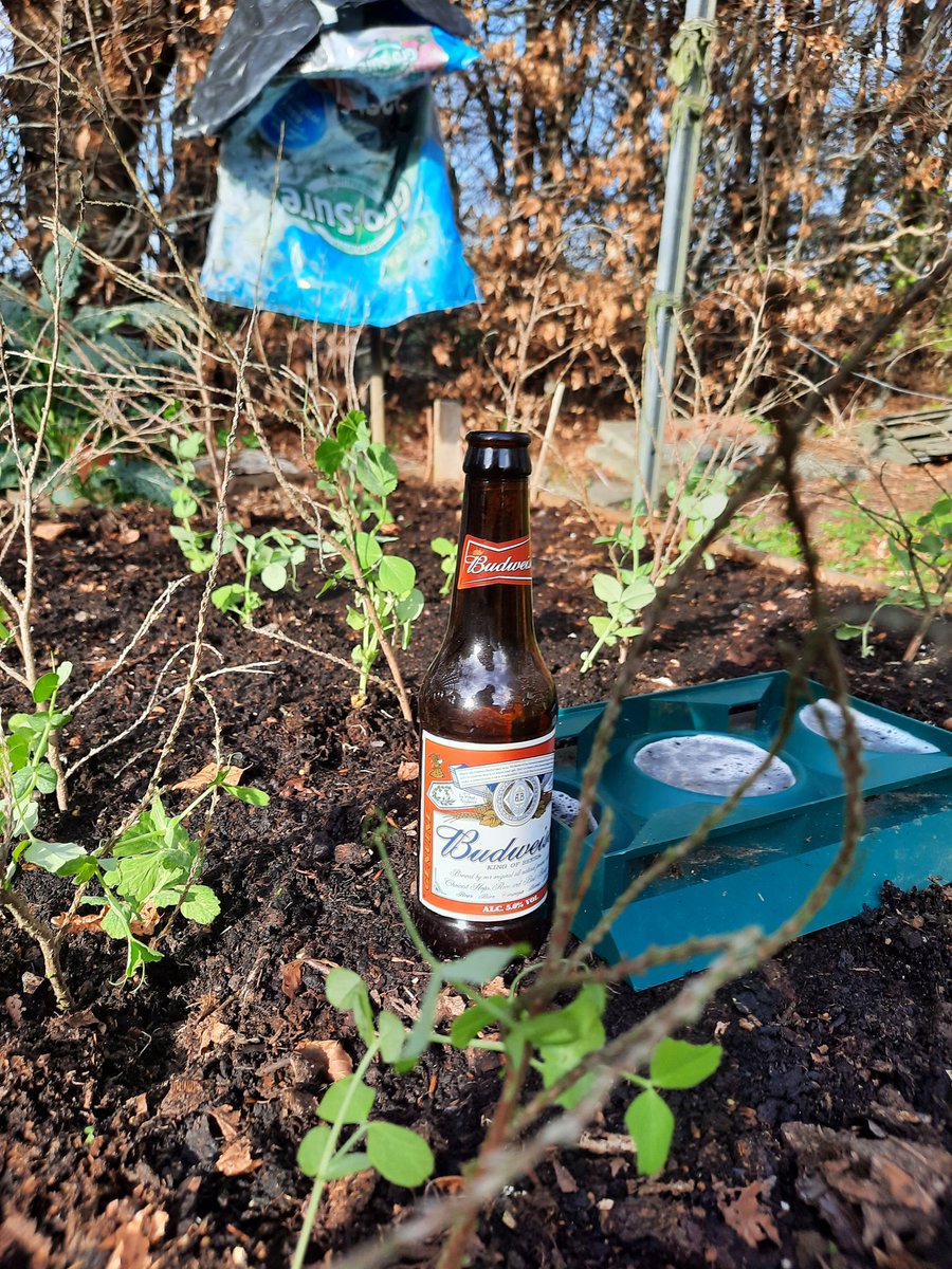TradeandExport's tweet photo. Nice day for the garden. A few slugs about.
'This one's for them'
#garden #slugtrap https://t.co/jTxI8tsURp