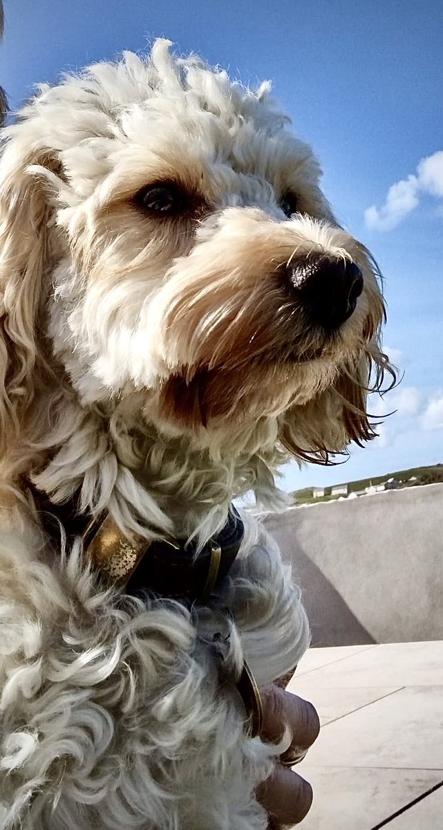 I am waiting for Momma and Dadda to come home.  Dog sitter is good but my family is da best.