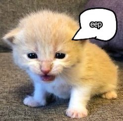 ttjesje's tweet image. where do you lie on the the soooo eepy to eep spectrum