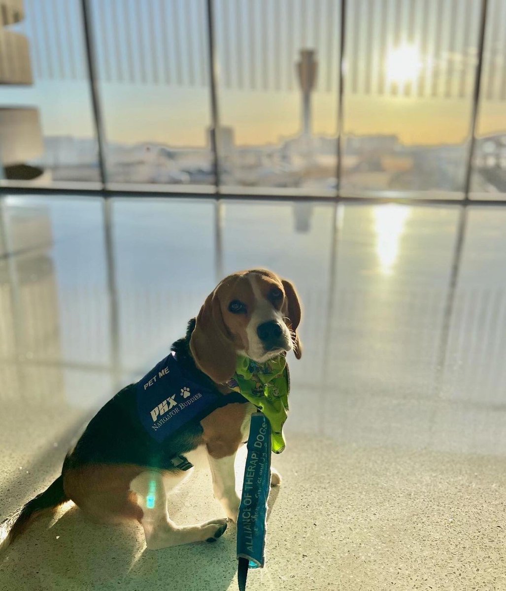 APTherapyDogs's tweet photo. Happy 😃 Sunday everyone!!   

Airport day! Tiana will be at @PHXSkyHarbor today from 5 to 7pm!!

#airporttherapydogs #dogsofstate48 #dogsofphoenix #dogsofarizona #skyharborinternationalairport #therapydogsrock

Photo - hound_dog_fitness https://t.co/KAiSFSIYsK