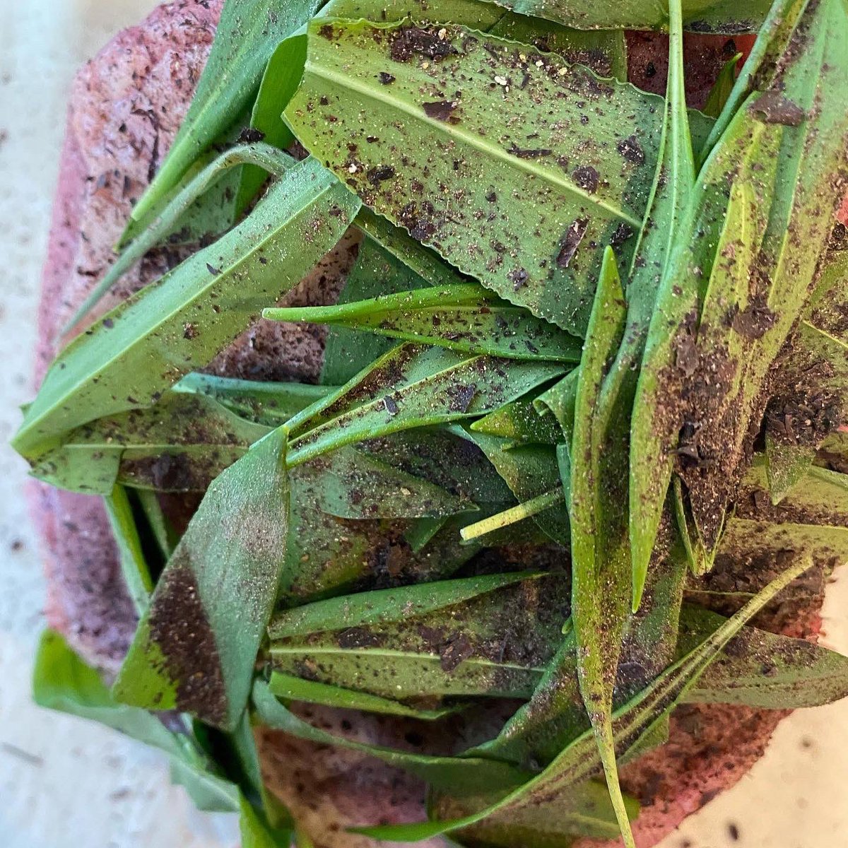TheForagersKitc's tweet photo. The Wild Garlic Fest continues ( with seaweed fairy dust #dulse) #seaweedcook #islandcook https://t.co/4DiB0rM0nW
