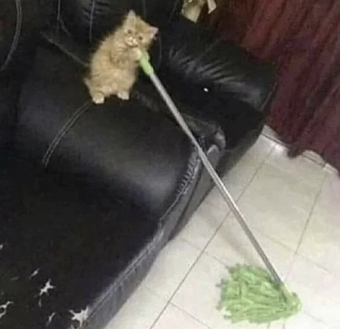 This cat sweeps more floors than your average NFT influencer 😈