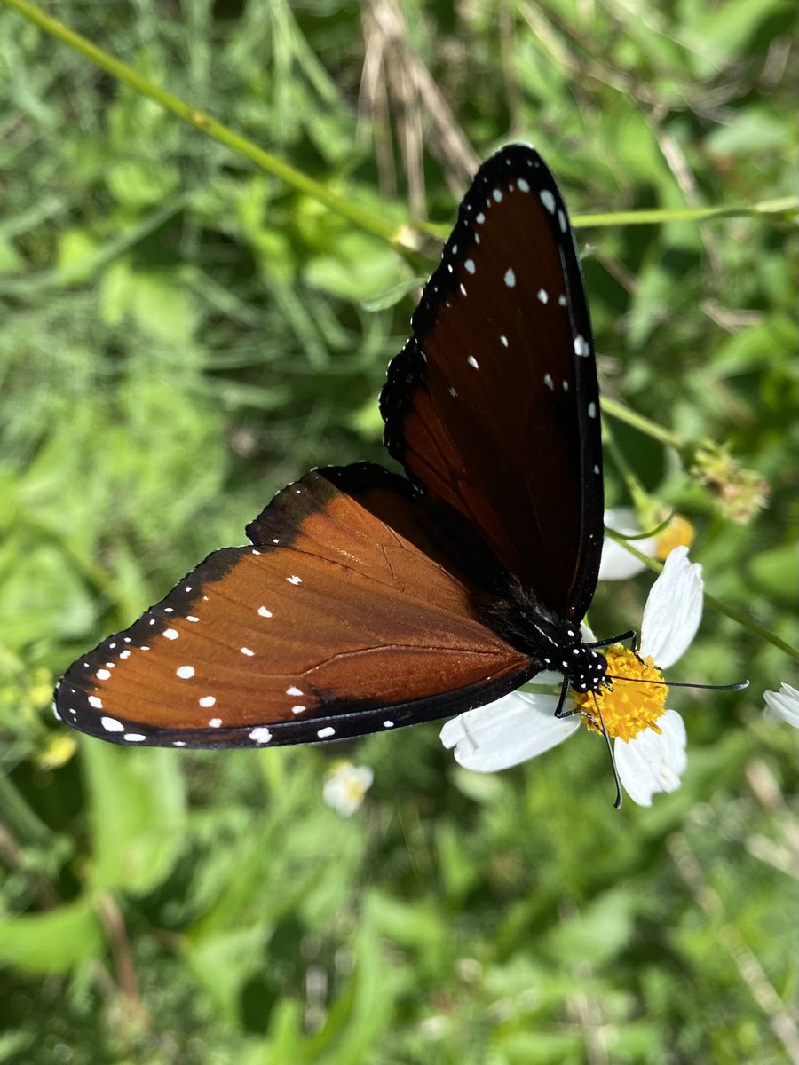 dolbyl's tweet photo. Views from the trail… #OptOutside #getoutside #NaturePhotography #nature #TwitterNatureCommunity #queenbutterfly #broadheadedskink #wildboar #floridatrails #blackbearwilderness #sundayvibes https://t.co/K6Tz6pI3jE