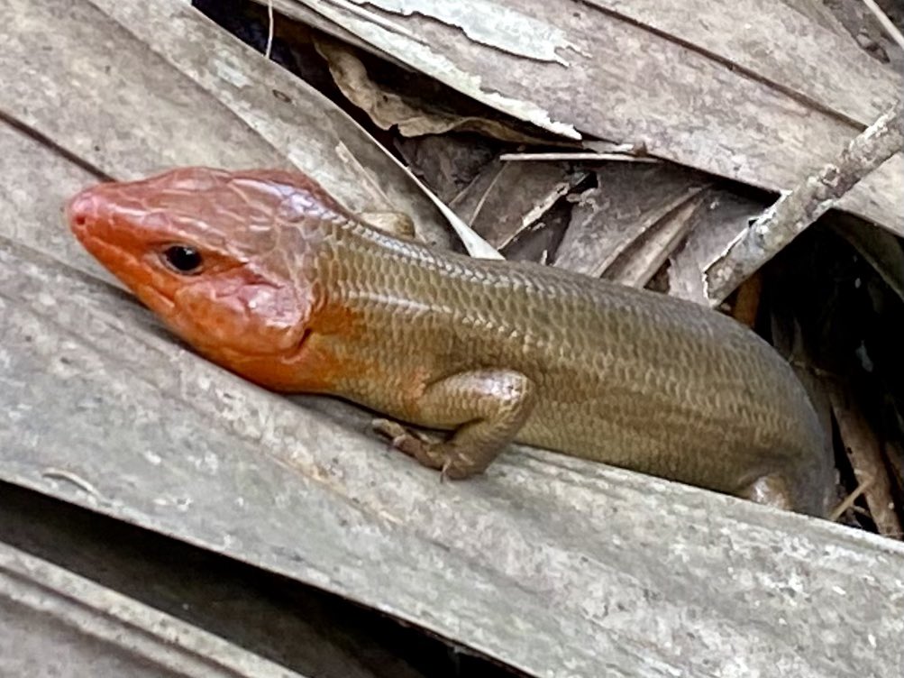 dolbyl's tweet photo. Views from the trail… #OptOutside #getoutside #NaturePhotography #nature #TwitterNatureCommunity #queenbutterfly #broadheadedskink #wildboar #floridatrails #blackbearwilderness #sundayvibes https://t.co/K6Tz6pI3jE