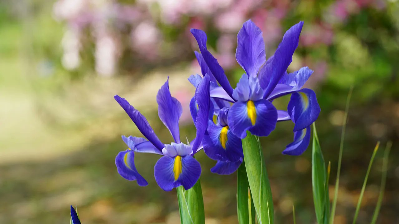 メリアルーム 土日祝いいねお休みです 今日の花 4月11日の誕生日花は ダッチアイリス 花言葉は 使命 です この日生まれの人は とてもお洒落 流行に敏感なので 独特の美的センスを生かした仕事に就くと成功するかもしれません 4月11日