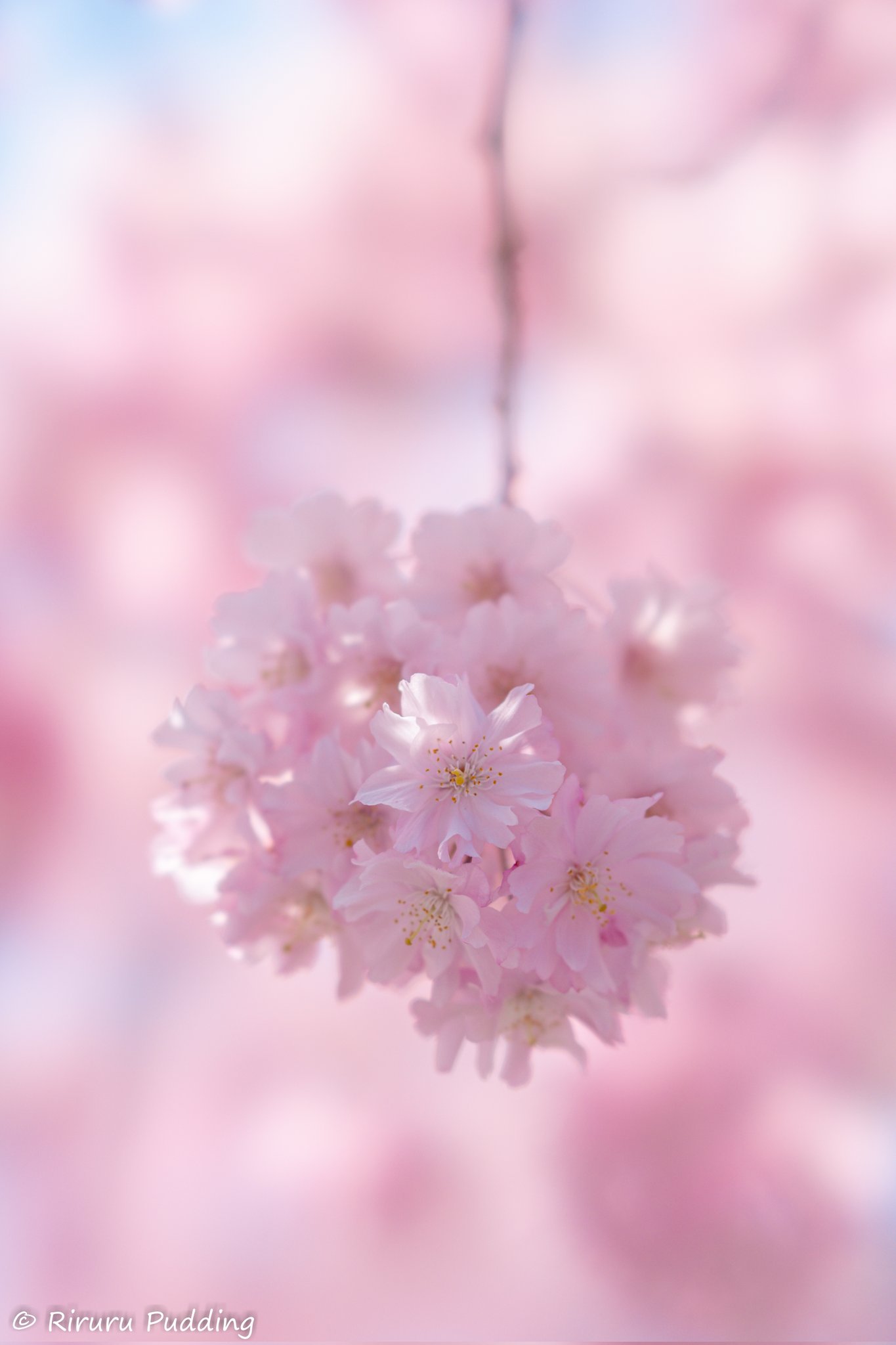 ꈍ ꈍ 𝗞𝙰𝐖𝙸𝙽𝙽𝙴𝚁 Kwwawaa Twitter