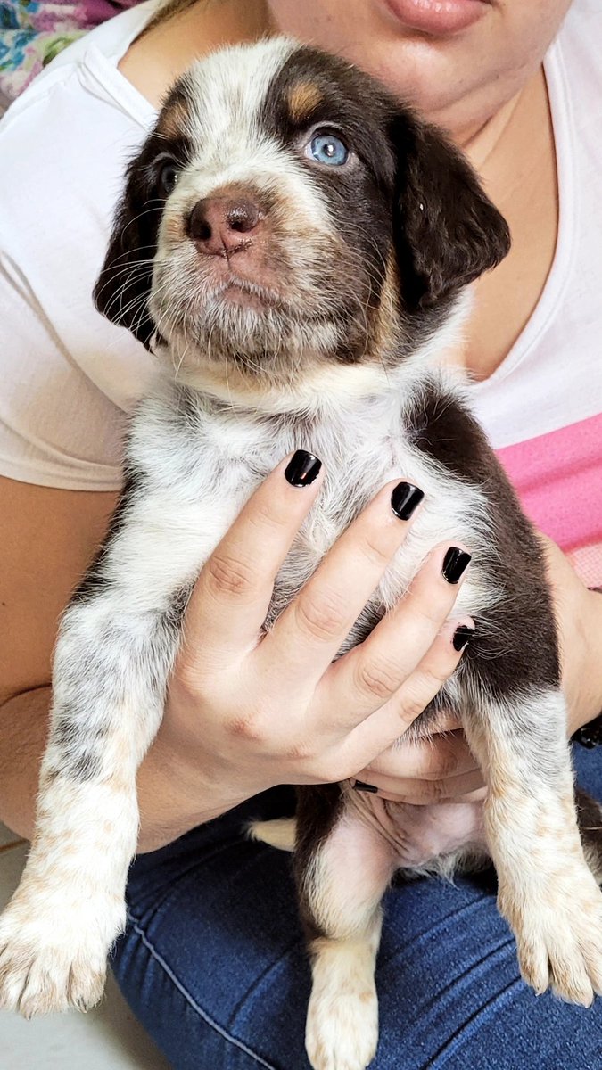 DaylyF's tweet photo. Amigos del TW les pido RT 🥺
Estos perritos buscan para su casa 🐶💗
Ya comen purina sólitos y son super amorosos. Mi número 0981.557.064 https://t.co/z51zaBiQX7