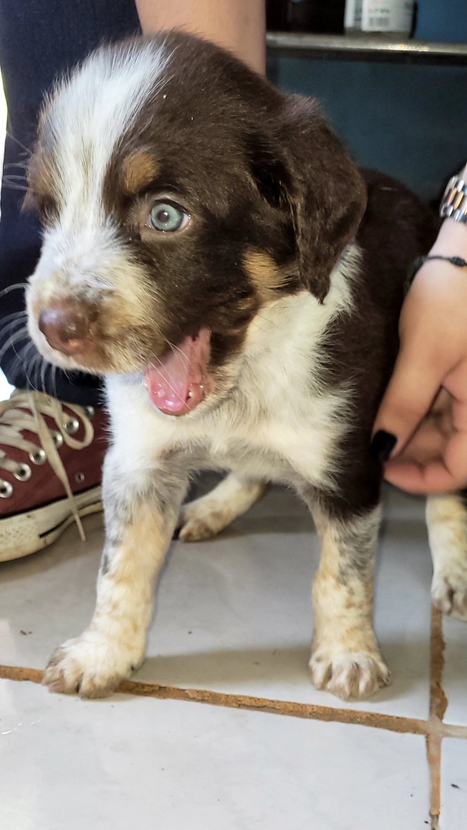 DaylyF's tweet photo. Amigos del TW les pido RT 🥺
Estos perritos buscan para su casa 🐶💗
Ya comen purina sólitos y son super amorosos. Mi número 0981.557.064 https://t.co/z51zaBiQX7