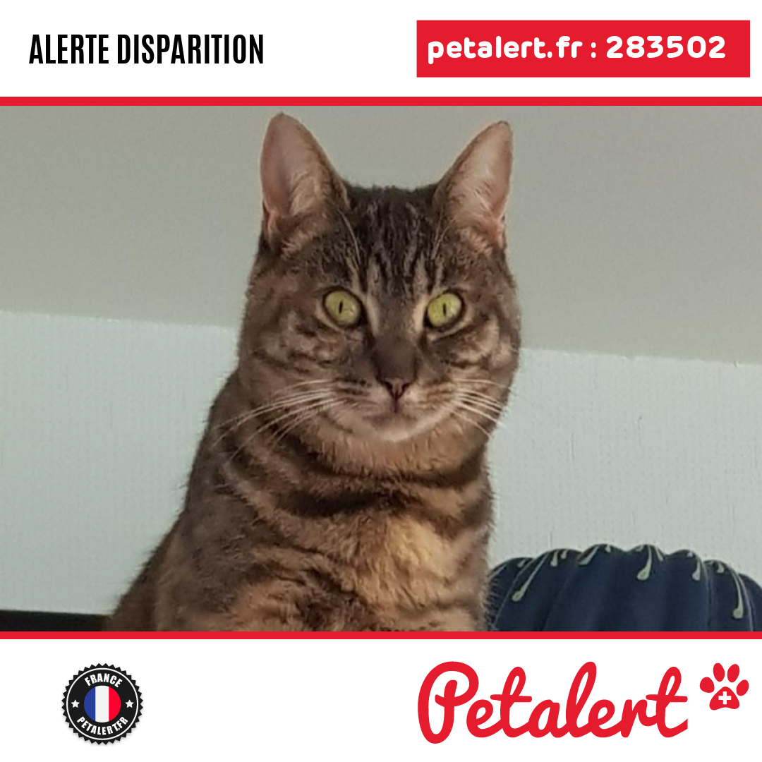 petalert_france's tweet photo. Disparu #Chat #PuyDeDome #Courpiere #Petalert #PetAlert63 / https://t.co/MJ8EBTJXWy https://t.co/SF9kDs6Qts