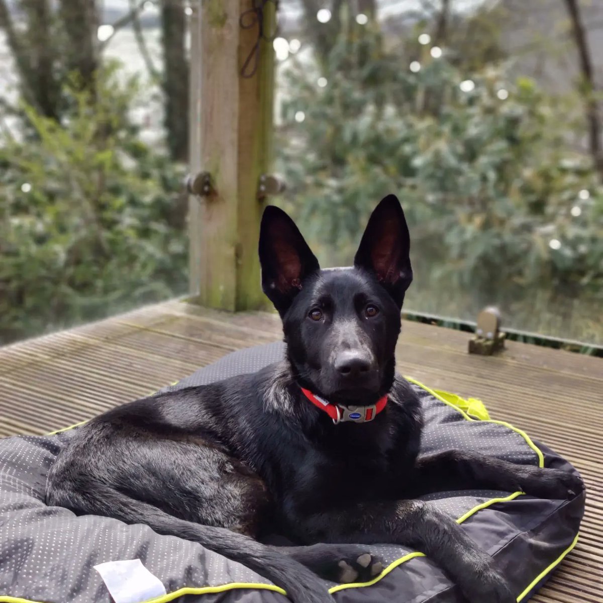 just me (@philrooks) on Twitter photo TPD #max of <a href="/DC_Police/">Devon & Cornwall Police</a> who we are puppy walking. He's doing really well. TPD #max of <a href="/DC_Police/">Devon & Cornwall Police</a> who we are puppy walking. He's doing really well.