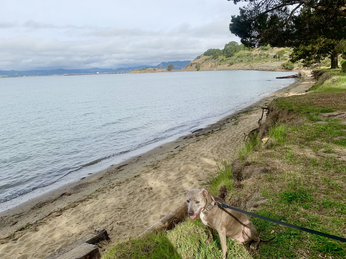 HikesDogsLove's tweet photo. #PointMolate #beach For the inside scoop, visit: https://t.co/J6Vef7Bd9E #hikesdogslove https://t.co/3xl8dXxABb