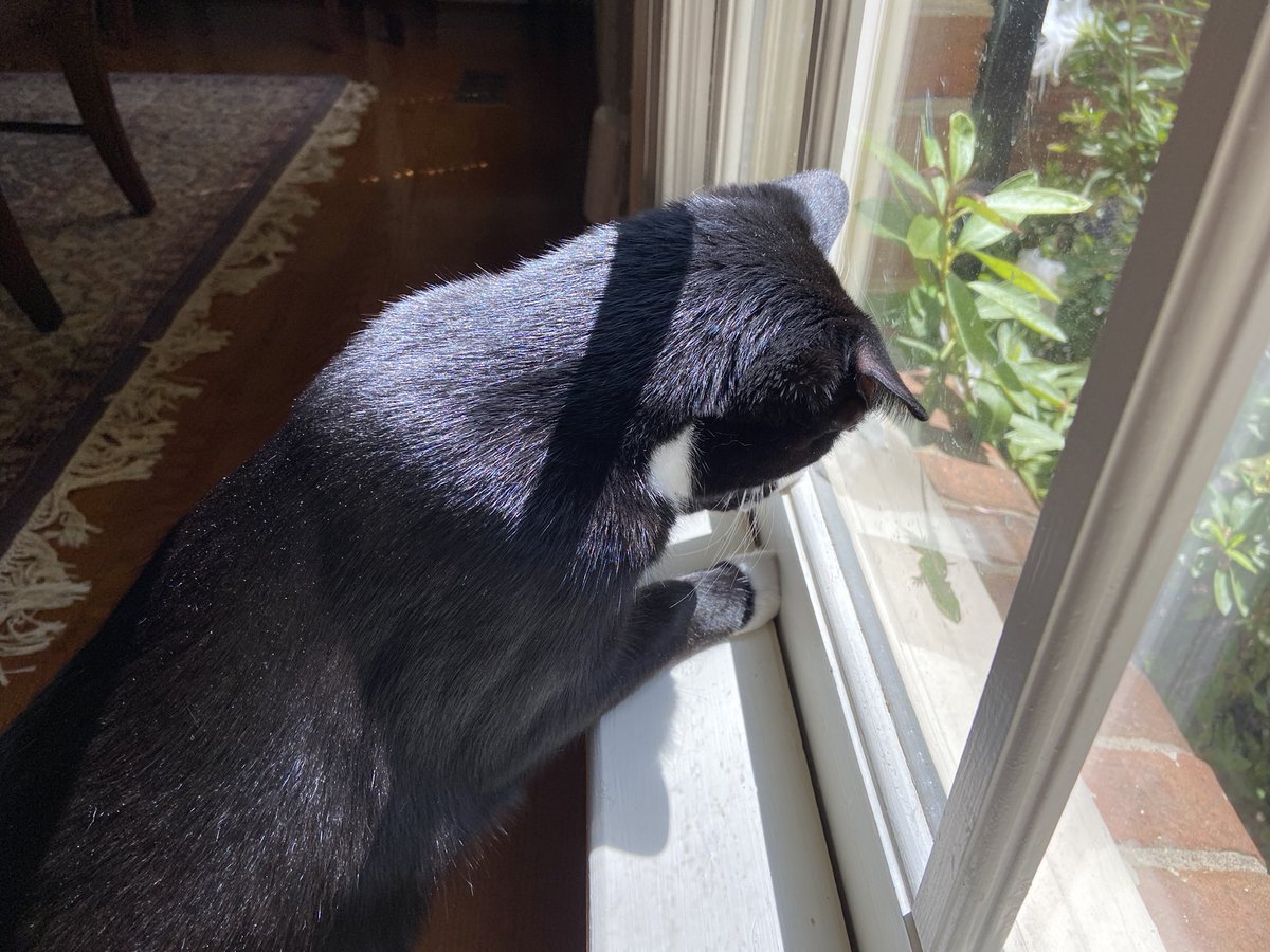 TheKeatonMask's tweet photo. ashe and maple have a favorite hobby (it’s watching lizards) https://t.co/1JVbVoJghz