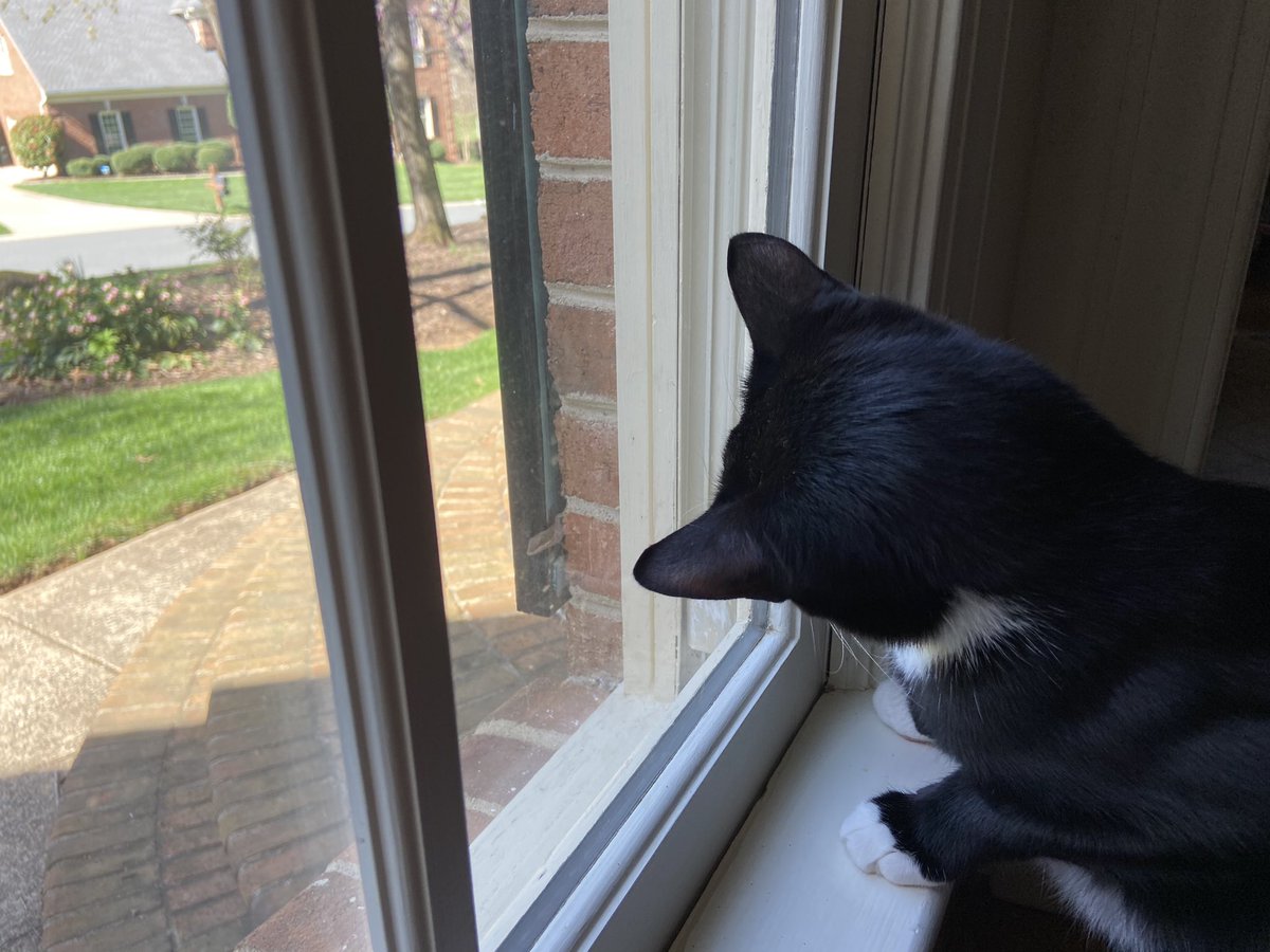 TheKeatonMask's tweet photo. ashe and maple have a favorite hobby (it’s watching lizards) https://t.co/1JVbVoJghz