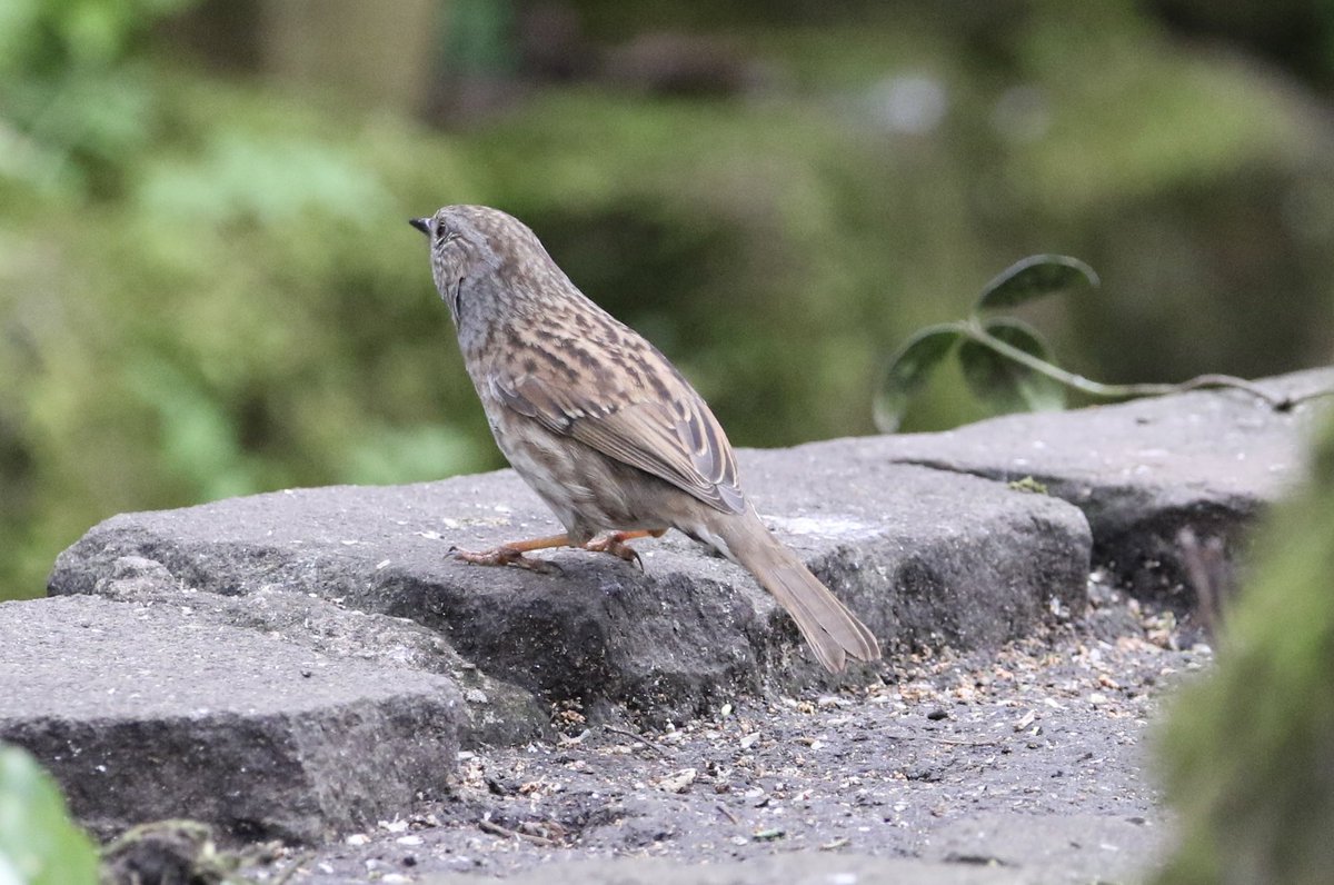 Some garden visitors from today. #birds #birding #birdwatching #redpoll #greenfinch #dunnock #bullfinch #nature #gardenbirdwatch #birdgeek