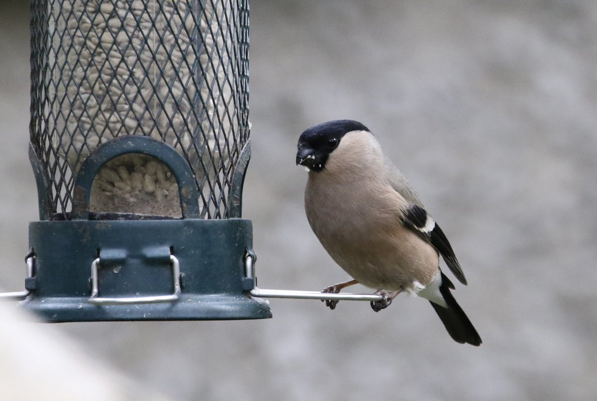 piethornevalley's tweet photo. Some garden visitors from today. #birds #birding #birdwatching #redpoll #greenfinch #dunnock #bullfinch #nature #gardenbirdwatch #birdgeek https://t.co/2JIWeiqzI5