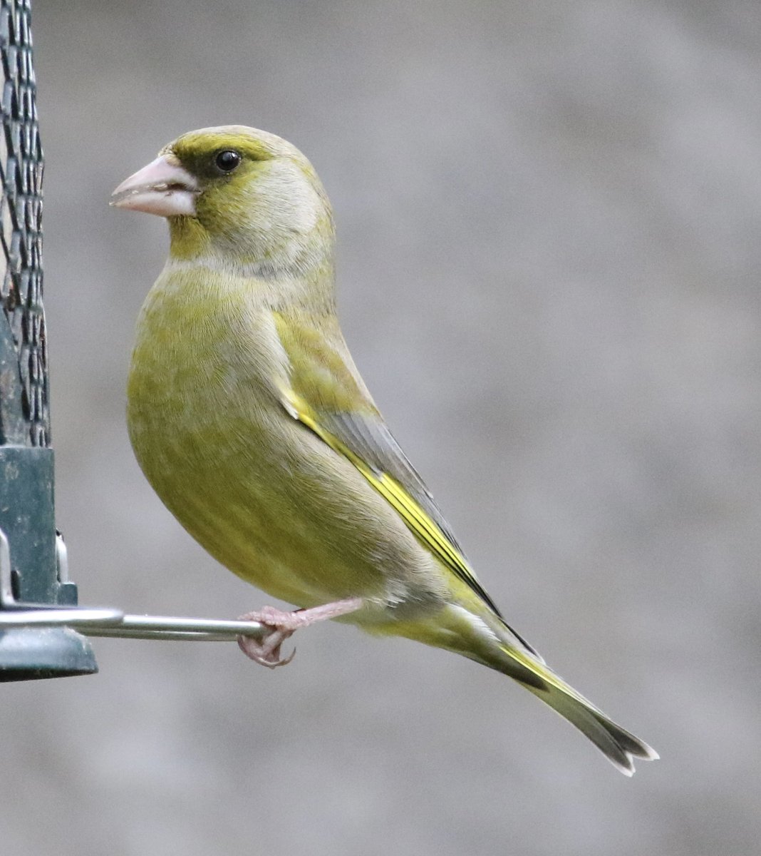 piethornevalley's tweet photo. Some garden visitors from today. #birds #birding #birdwatching #redpoll #greenfinch #dunnock #bullfinch #nature #gardenbirdwatch #birdgeek https://t.co/2JIWeiqzI5
