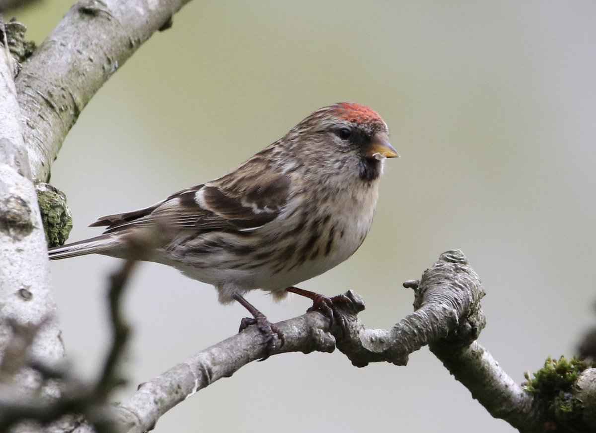 piethornevalley's tweet photo. Some garden visitors from today. #birds #birding #birdwatching #redpoll #greenfinch #dunnock #bullfinch #nature #gardenbirdwatch #birdgeek https://t.co/2JIWeiqzI5