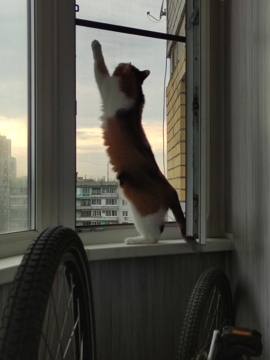 Вторая получилась случайно, она сидела, а когда я начал фоткать - попыталась полезть по сетке, за што была поругана и отогнана.