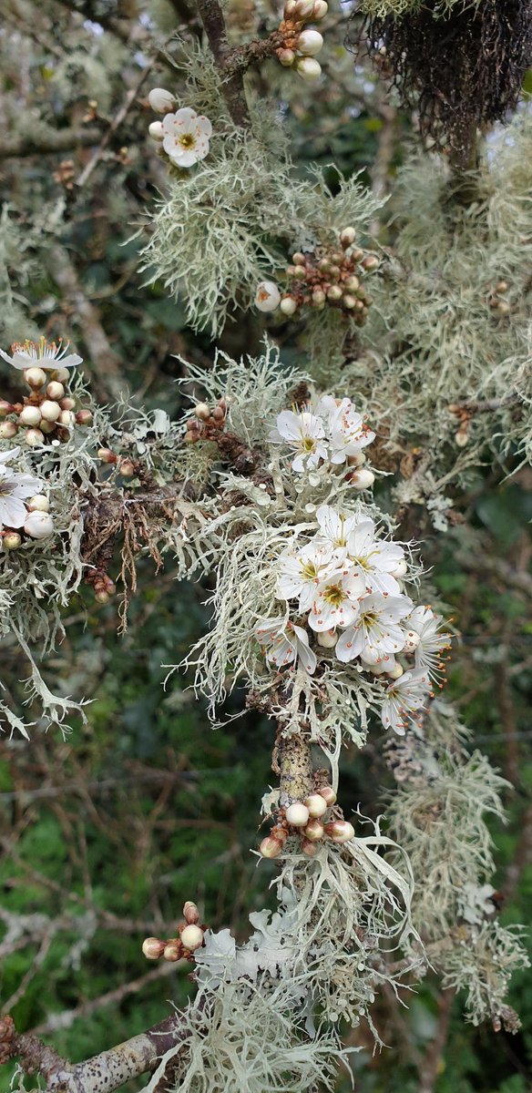 lydia_massiah's tweet photo. Blackthorn blossom &amp; silver lichen has to be the loveliest combination.
#wildflowerhour #TwitterNatureCommunity 

Prunus spinosa on the Cornish coastpath. Not sure of the lichen! Ramalina type. https://t.co/wulW4VRYR4