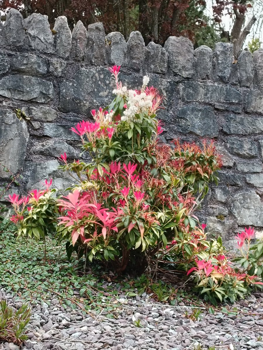 Masonbrook's tweet photo. Day 🎉 100 🎉 #100daysofwalking2022 #round2crew @NTBreakfast well done to everyone  #flamingsilver👇#greaterperiwinkle👇 https://t.co/ueRh3KxjS7
