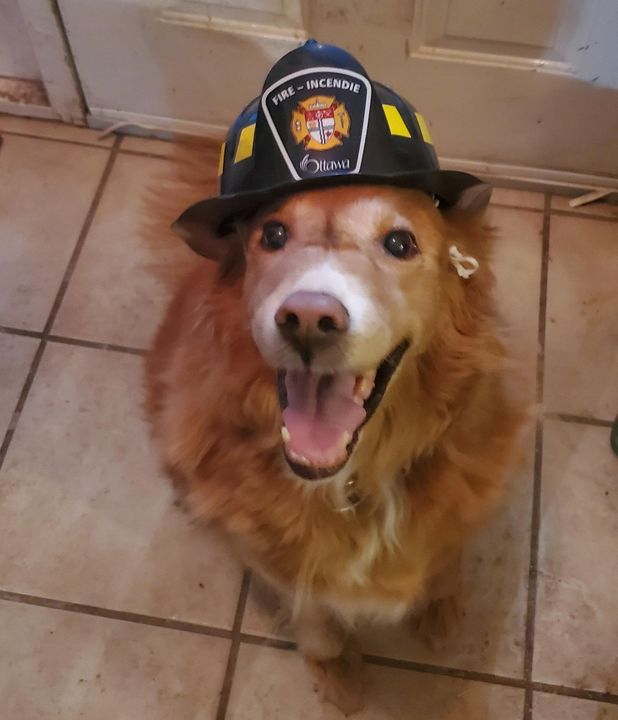 ottawacity's tweet photo. If an emergency strikes, make sure your pets are safe! @OttFire &amp; @ottawahuman have teamed up to create a sticker for your front door that indicates how many pets are inside your home!
Get your sticker at no cost today: https://t.co/Dpo5Kqxqz8 https://t.co/ecLZ6V09Sm