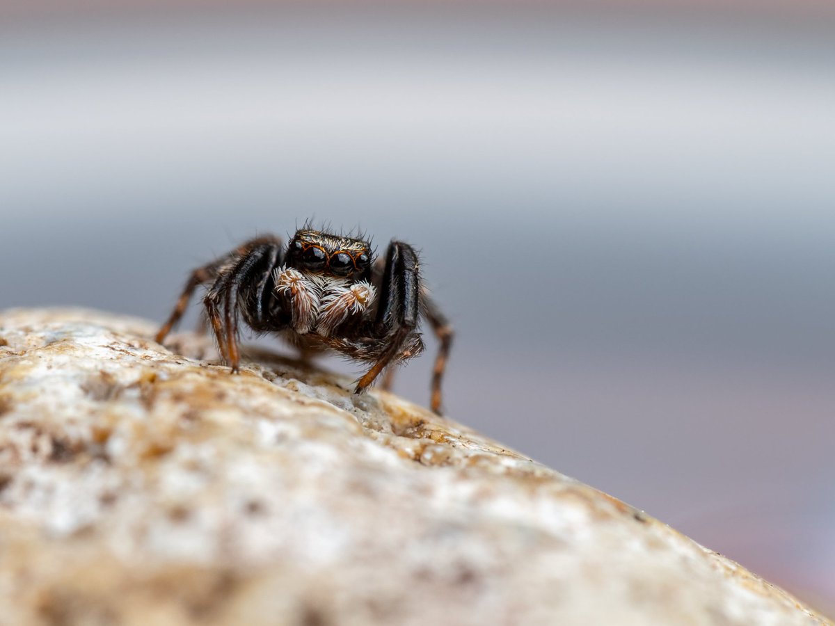 macropit's tweet photo. @tessanicolai That's the only one left. The problem with jumping  🕷️is they're really really small. About 1-2mm long. So to make a nice "portrait" photo you need to get quite expensive lens to get enough big/clear/sharp  picture. Unfortunately it's to expensive for me😐 https://t.co/wspz0EvnW3