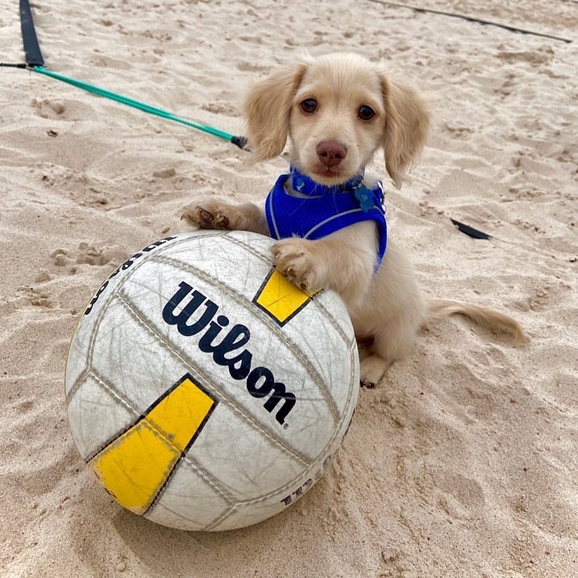 Você também gosta de vôlei?